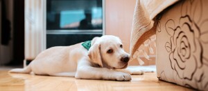 Labrador Welpe mit grünem Halstuch knabbert an Decke