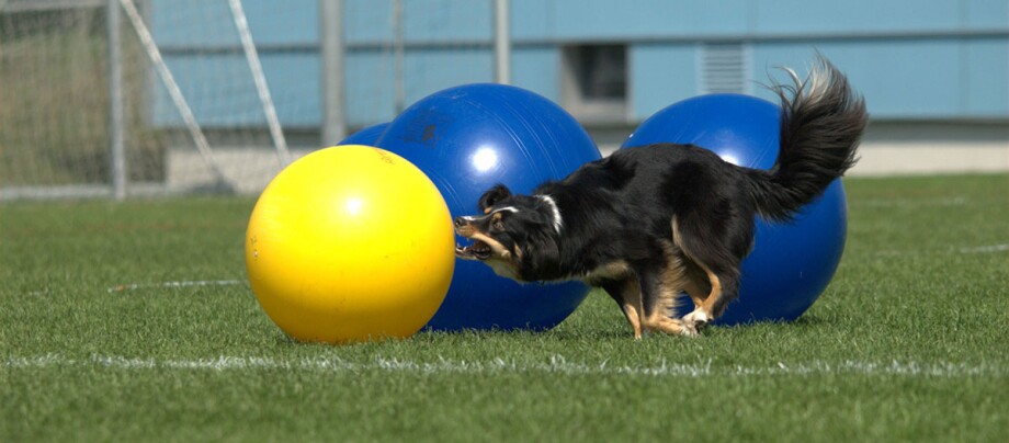 Pies trenuje z dużymi piłkami do siedzenia