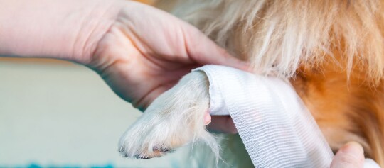 Hundegesundheit Tipps für gesunde Vierbeiner FRESSNAPF