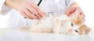 Tierarzt untersucht flauschiges weiß-orangefarbenes Kätzchen mit Stethoskop auf weißem Tisch