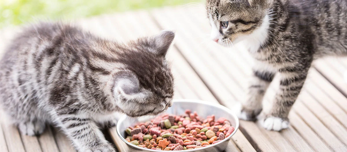 Zwei kleine getigerte Kätzchen fressen Trockenfutter aus einem Metallnapf auf einer Holzterrasse im Freien.