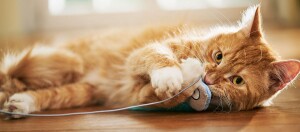 Rote Katze spielt mit blauem Spielzeugmaus an einer Schnur auf Holzboden