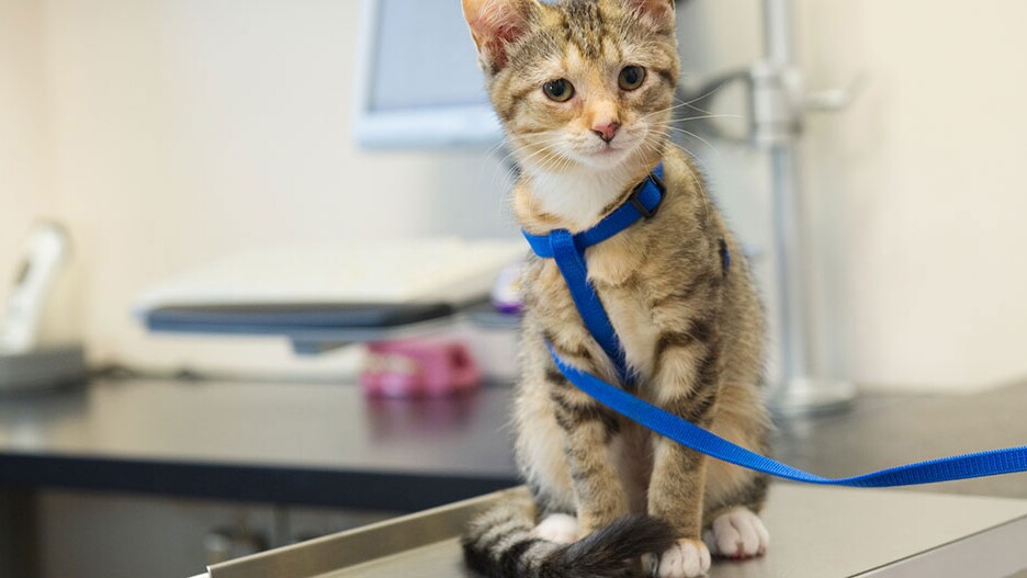 Wat Is Het Juiste Gewicht Voor Kittens? Informatie En Advies | Maxi Zoo