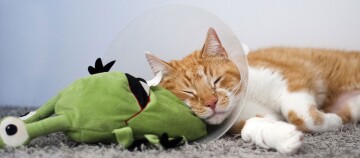 Śpiący pomarańczowo-biały kot z kołnierzem ochronnym leży na szarym dywanie, opierając głowę na zielonej pluszowej zabawce żaby.