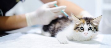 Kleines Kätzchen erhält Impfung beim Tierarzt auf dem Untersuchungstisch