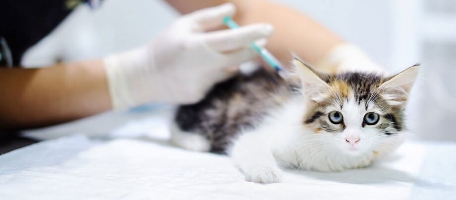 Een kitten wordt ingeënt met een spuitje door de dierenarts.