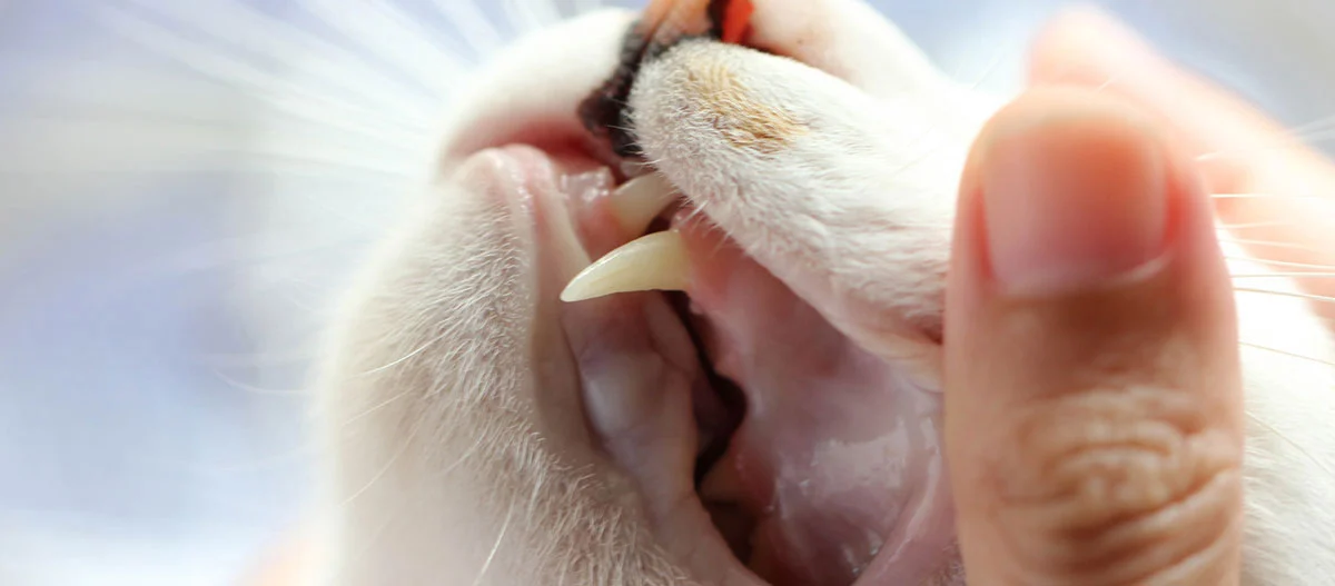 Gros plan de la bouche d'un chat blanc avec des crocs pointus visibles, doucement ouverte par une main