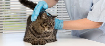 Vétérinaire examinant un chat tigré calme avec des gants bleus sur une table blanche dans une clinique vétérinaire