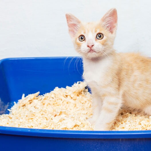 Duiker verdwijnen fonds Je kitten ontwormen: tips en informatie | MAXI ZOO