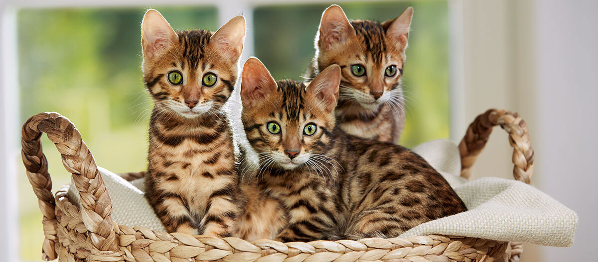 Drei Kitten sitzen in einem Korb