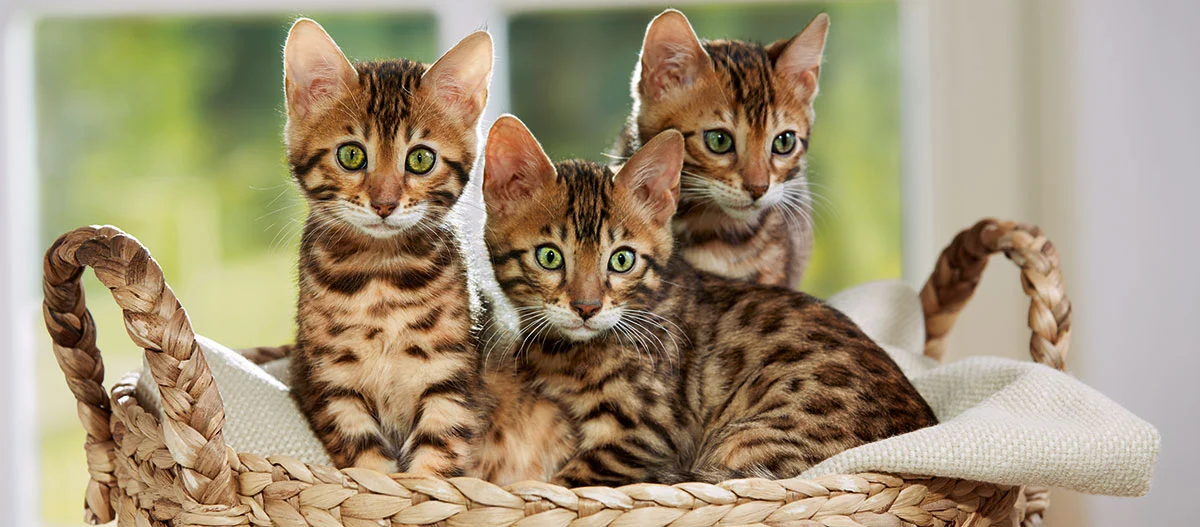 Trois chatons Bengal tachetés assis ensemble dans un panier en osier avec un tissu clair, éclairage naturel.