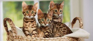 Drei Bengal-Kätzchen mit geflecktem Fell sitzen zusammen in einem geflochtenen Korb mit hellem Tuch, natürliche Beleuchtung.