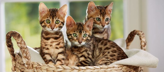 Kitten Katzenbabies Im Tierratgeber Fressnapf