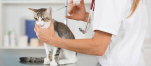 Ein Kitten wird vom Tierarzt mit einer Spritze geimpft.