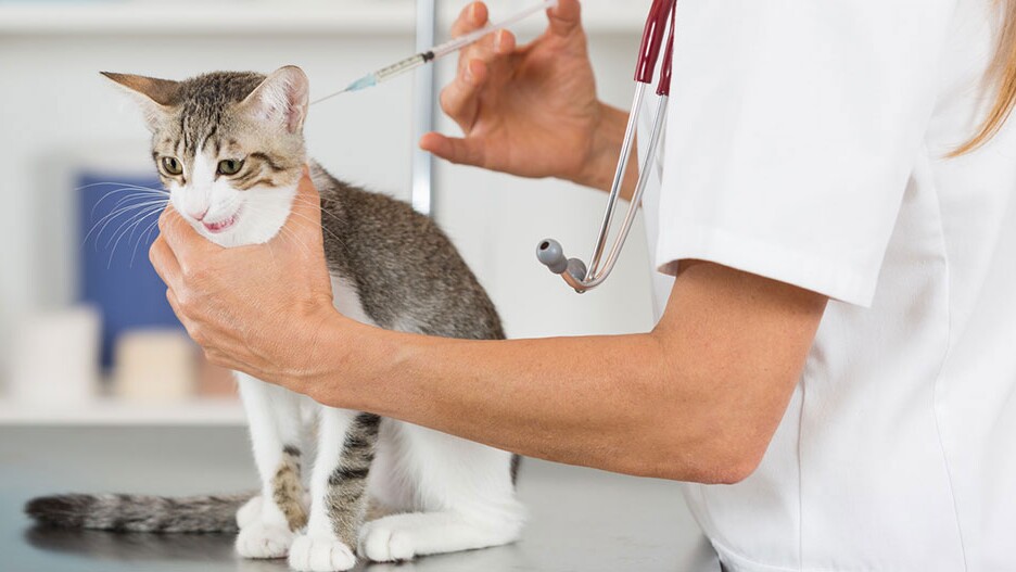 renderen passagier Yoghurt Kitten inenten: informatie en tips | MAXI ZOO