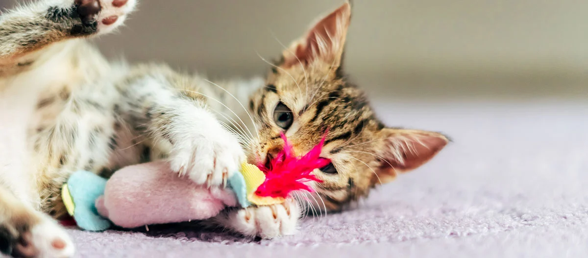 Playful tabby kitten lying on purple carpet playing with colorful toy mouse with pink feather