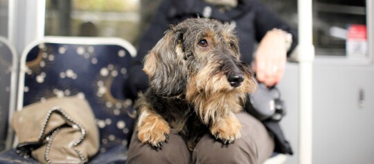 Dackel mit drahtigem Fell sitzt auf dem Schoß einer Person in öffentlichen Verkehrsmitteln