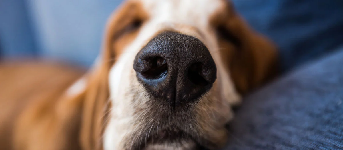 Nahaufnahme der schwarzen Nase eines schlafenden Hundes auf einem weichen blauen Kissen