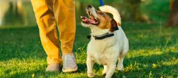 Ein Jack Russel Terrier achtet auf das Kommando seines Besitzers