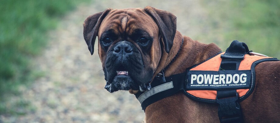Ein Deutscher Boxer trägt ein Hunde-Geschirr mit der Aufschrift "Powerdog".