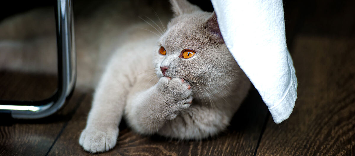 British sales shorthair care