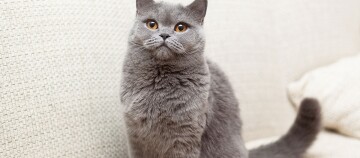 Britse Korthaar kat met dicht grijs haar en amberkleurige ogen zittend op een lichte bank
