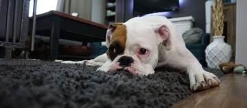 Bouledogue blanc avec une tache brune sur l'œil allongé sur un tapis gris foncé dans un salon confortable.