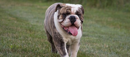 Eine Englische Bulldogge läuft über eine Wiese.