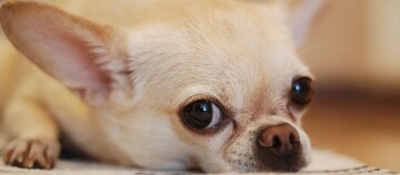 Gros plan d'un petit chien Chihuahua clair allongé avec de grands yeux foncés et des oreilles dressées