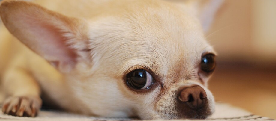 Een close up van een Chihuahua