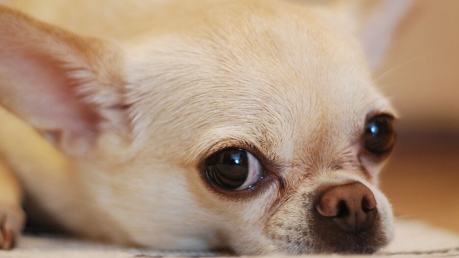 what are chihuahuas descended from