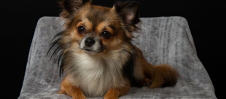 Ein Chihuahua liegt auf einem Stuhl.