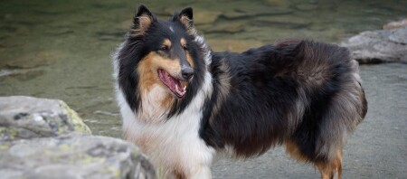 Ein Collie steht am Uferrand.