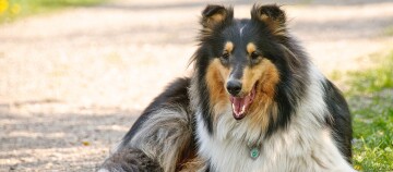 Blije Rough Collie hond met lange vacht liggend op een bospaadje buiten
