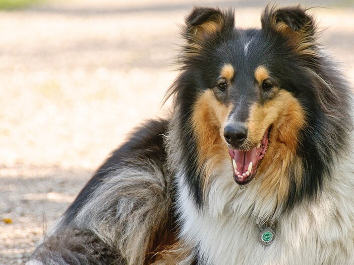 The Collie Dog. The television series “Lassie” made…, by Pets Feed, The  Pets Club