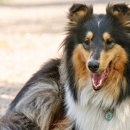 Collie: the Dog Character and Care MAXI ZOO