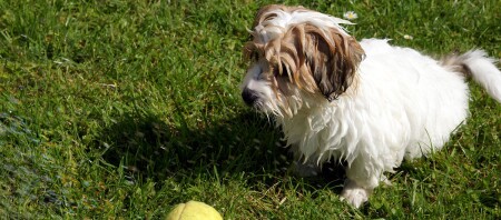 Ein Coton de Tulear Welpe sind auf der Wiese.