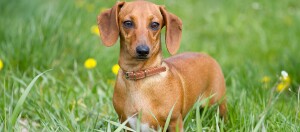 Kleiner brauner Dackel mit Lederhalsband steht auf grünem Gras mit gelben Blumen