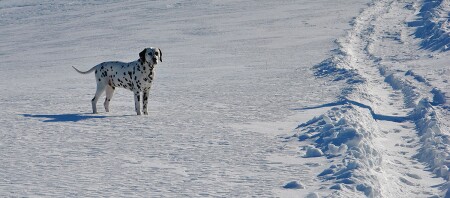 Ein Dalmatiner steht in mitten einer Schneelandschaft.
