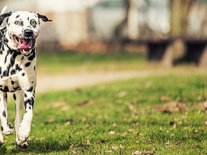 Sporty and Sensitive Dalmatian: Nature and Care