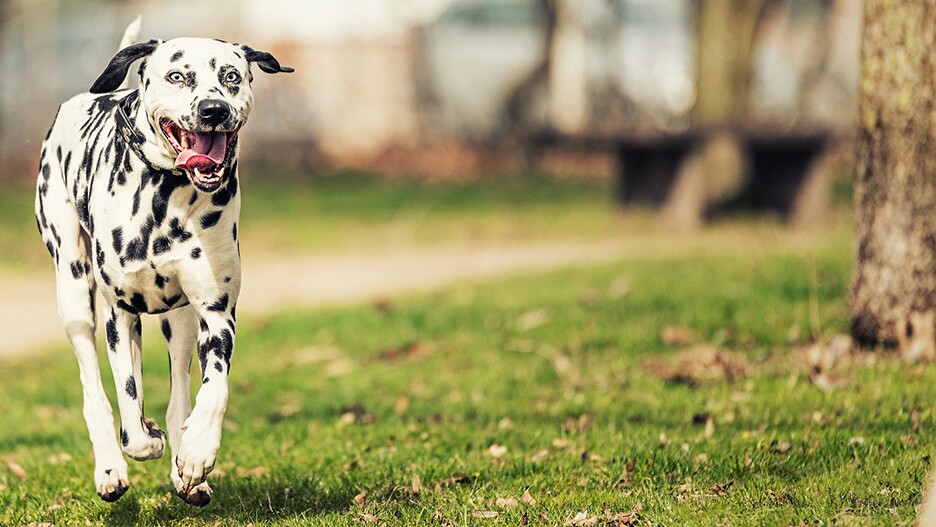 are dalmatians very smart dogs