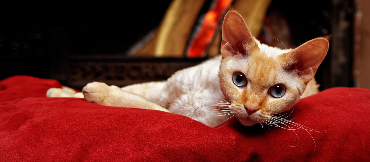 Devon Rex comportement et soin du chat FRESSNAPF