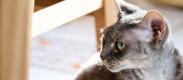 Nahaufnahme eines grauen Katzenprofils mit grünen Augen in einem hellen Innenraum