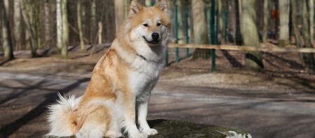 Ein Eurasier Hund sitzt auf einen großen Stein im Wald.