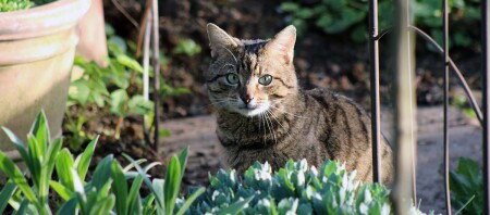 Eine Europäisch Kurzhaar Katze sitzt in einem Garten