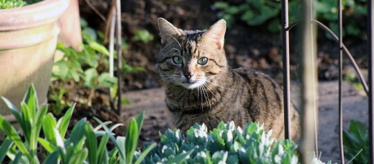 Un chat européen à poils courts assis dans un jardin