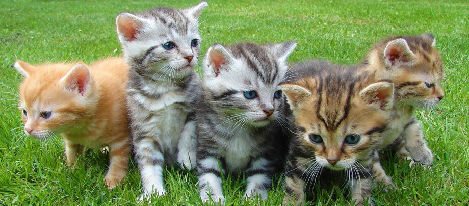 Vijf Europese Korthaar kittens op een weide