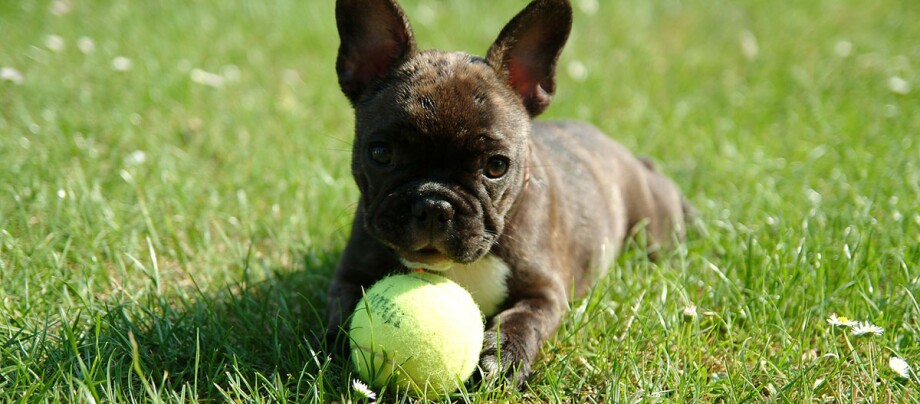 Een puppy speelt met een bal
