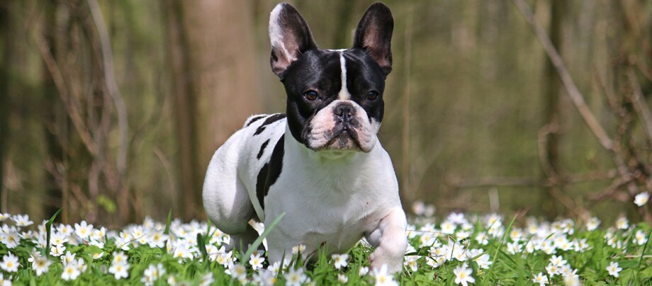 Eine Französische Bulldogge läuft über eine Blumenwiesen.