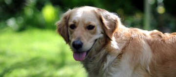 Chien golden retriever au visage amical avec la langue sortie dans un jardin ensoleillé